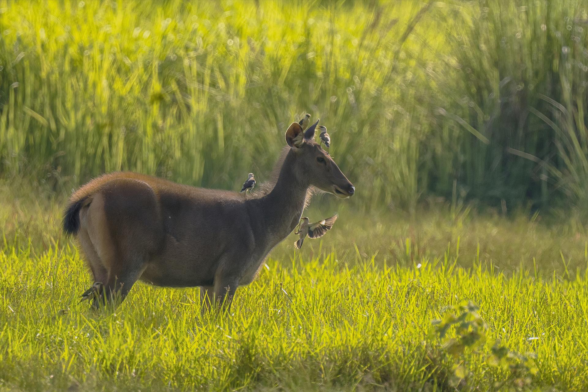 nai-bird-dsc3734-ttx20-15-7-30