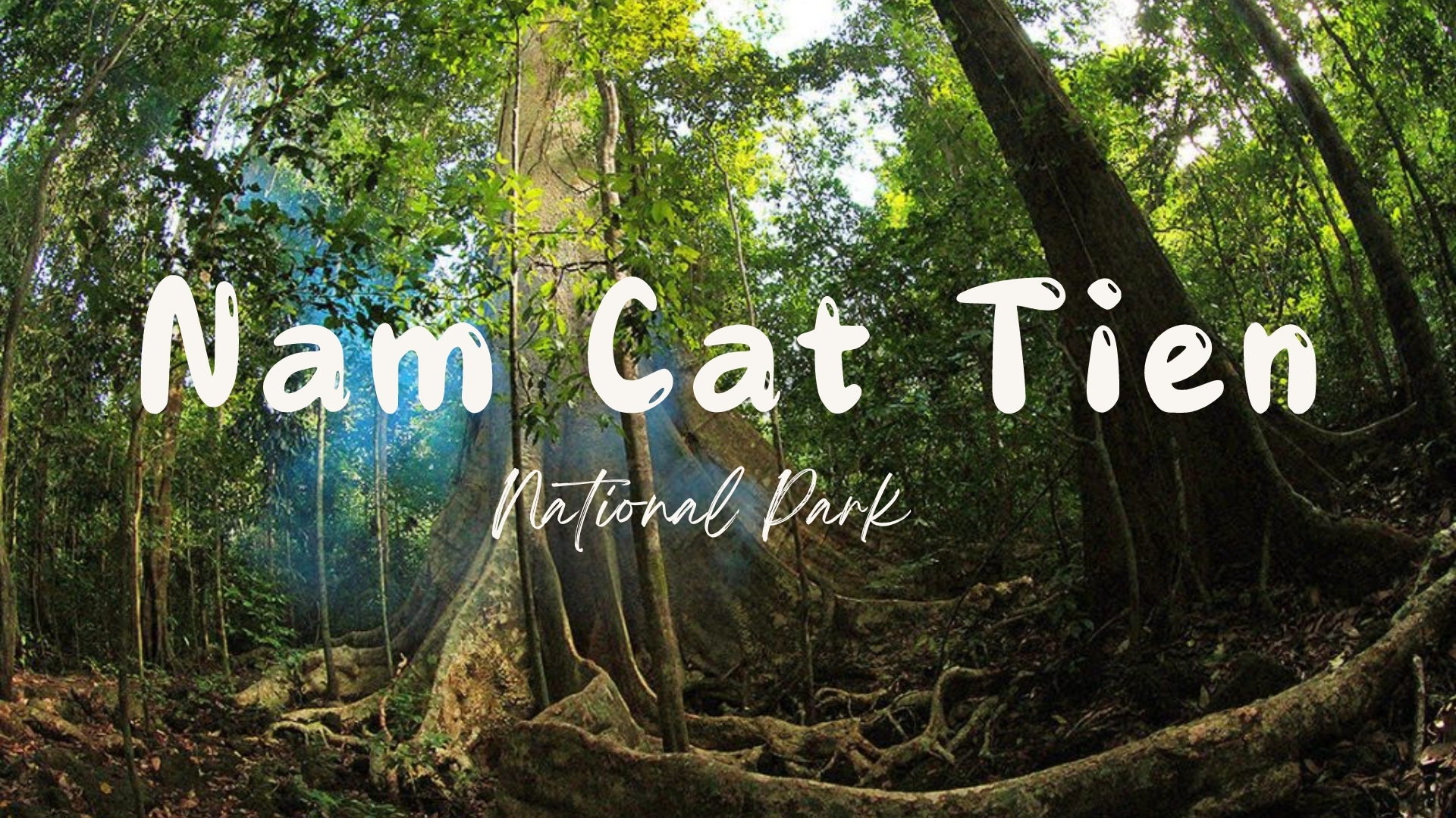 namcatrien1