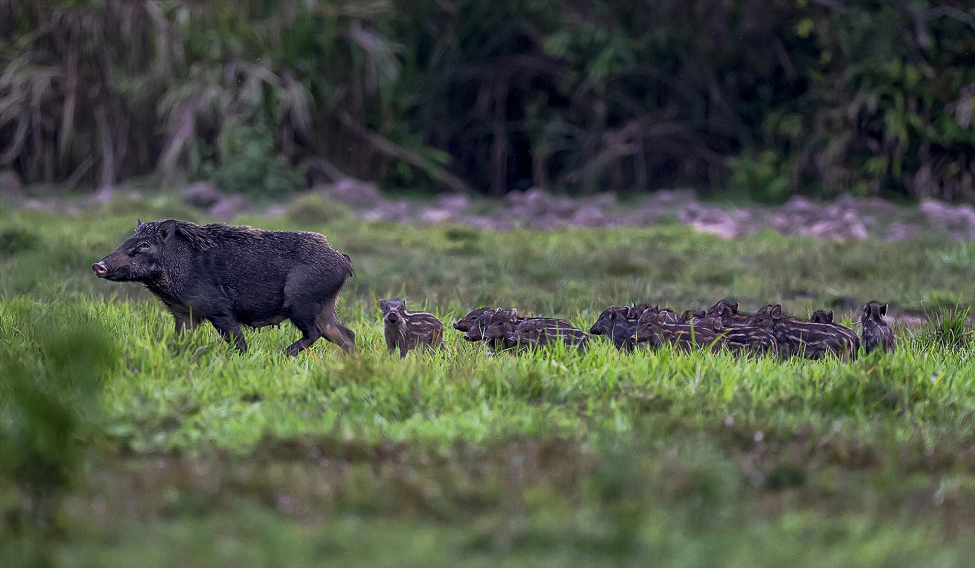 nct-heo-rung-me-con-boar-breeding-dsc5570-pautang-20-15-7-32
